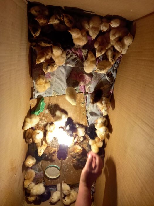 RAMAZON OYI MEGA AKSIYA25% 580.000 Inkubator 92 talik Aftamat 100%