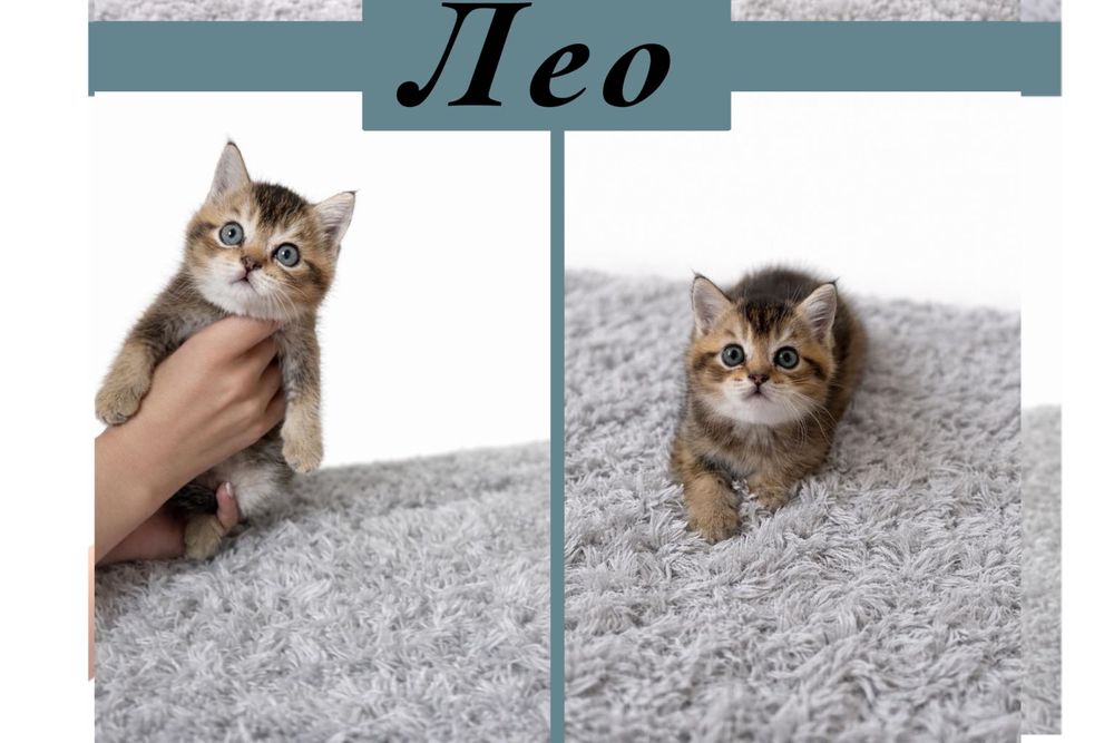 котята продаются