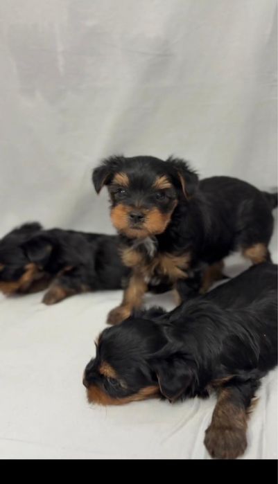Продам щенков Йорка. Йоркширский терьер