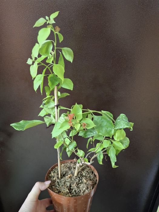 Бугенвилия  комнатная