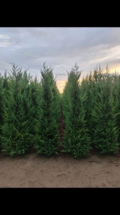 Leylandi cupressus, Livrare gratuita oriunde în Țară