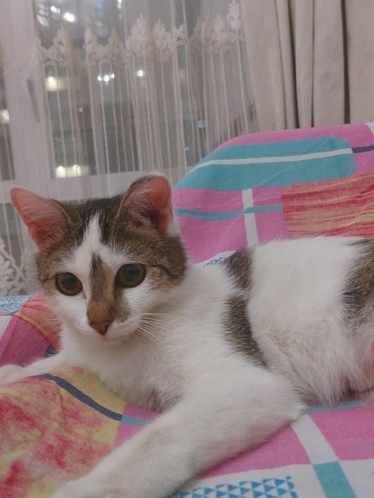 Отдам котенка в хорошие руки