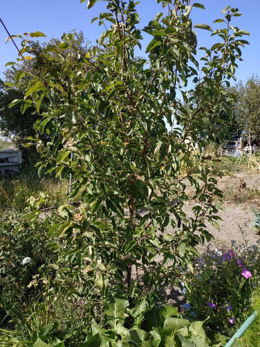 Продам дом в дачном массиве