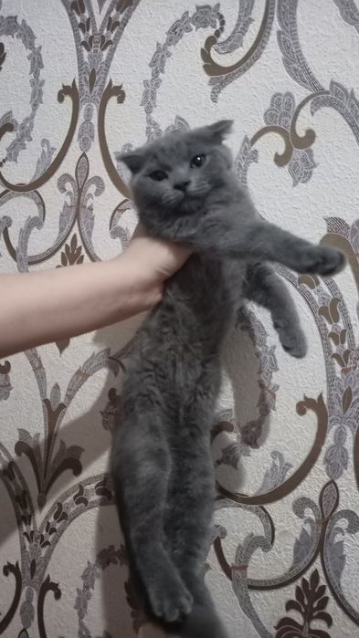 Scotish strayt 2,5 oylik narxi 1 mln