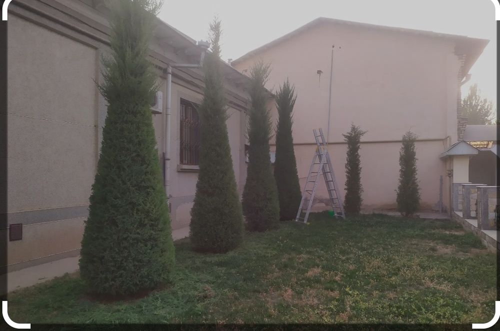 Archalarga mevani daraxtlarga gullarga shesib shakllar qilib beramiz :