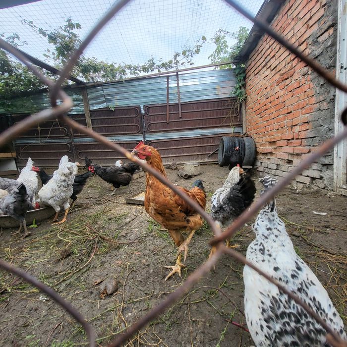 Продам петушков разные породы.