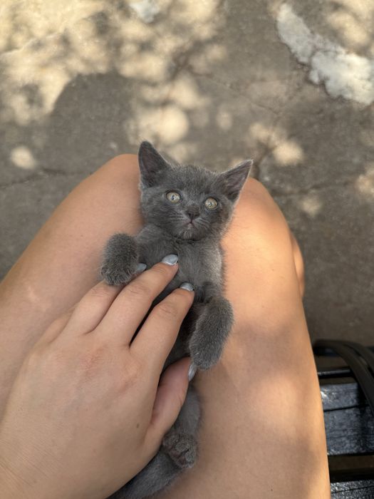 Руски сини котета