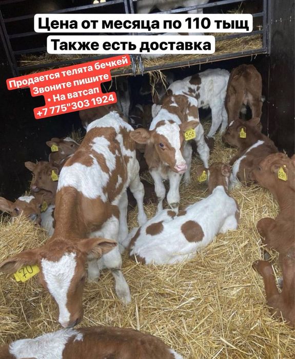 Продам телят месячных