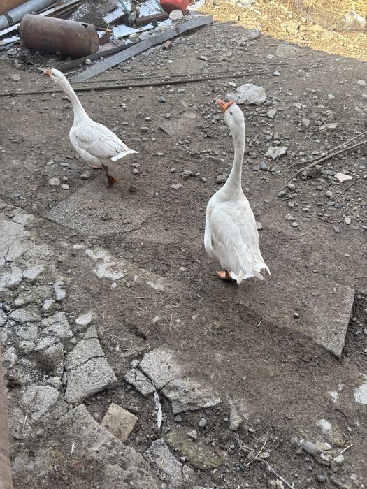 Гуси хороший семя