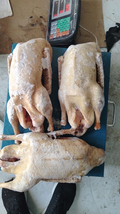 Продам мясо гуся