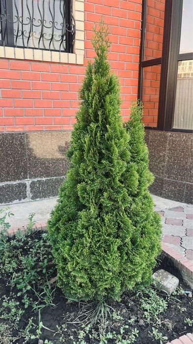 Продам туя Смарагд не дорого!