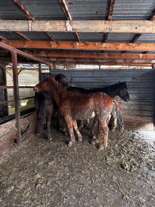Жемделген Кунан  Жылкы сатылады.