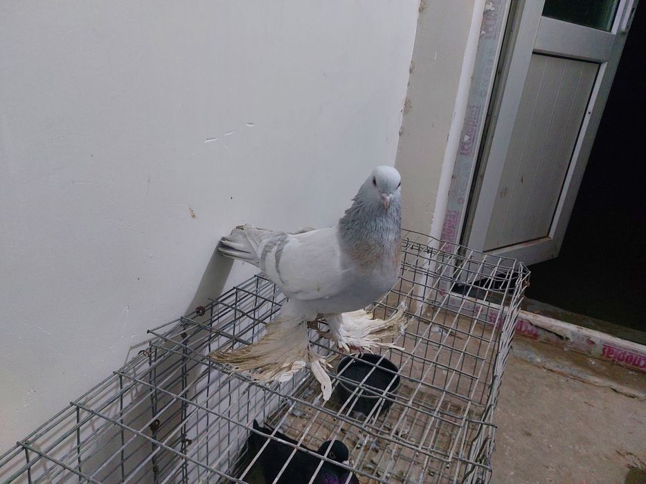 Кептер Құс Голуб.