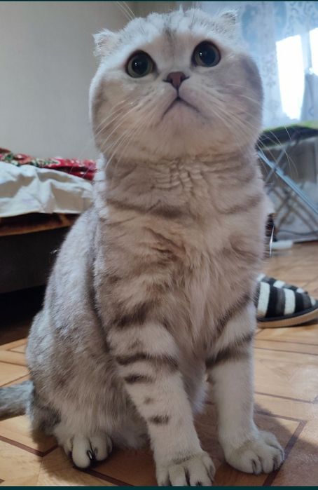 Вязка. Шотландский кот.