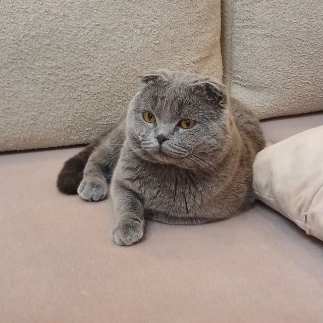 Мушукчалар сотилади