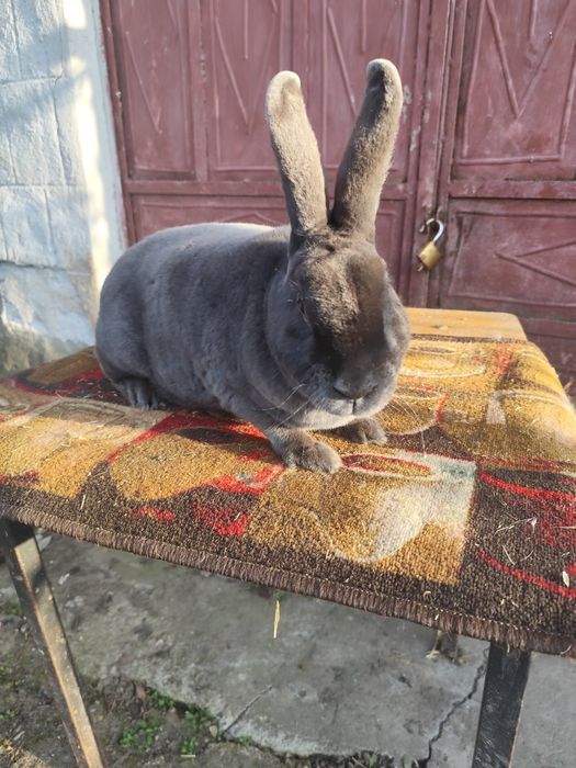 Rex Albastru și Rex Castor