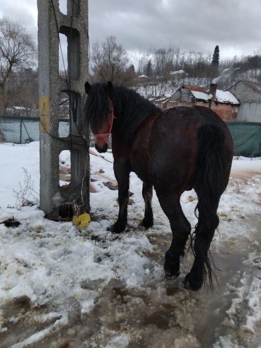 Vând armăsar de 3 anișori 111111222222222222222222222222