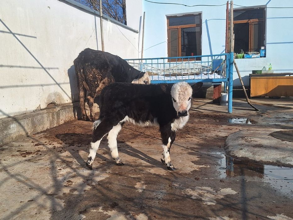 Токал биринши тумасы