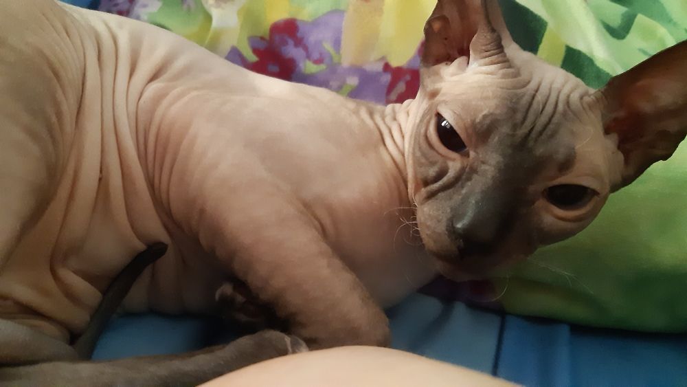 Донской сфинкс девочка