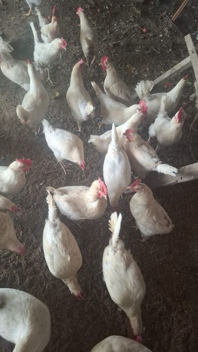 ТАУЫҚ, ҮНДІК сатылады