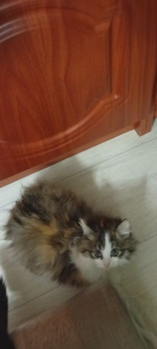 Бесплатно отдам пушистого