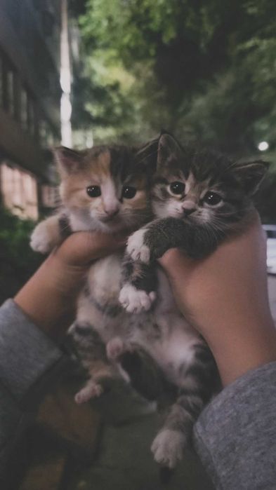 Продам котят мальчиков