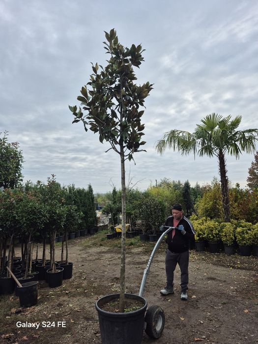 Magnolia grandiflora