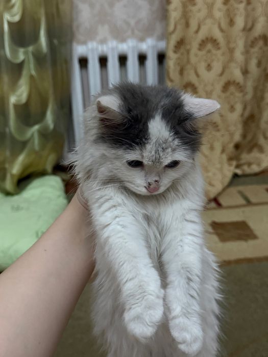 Котенок 3 месяца мальчик