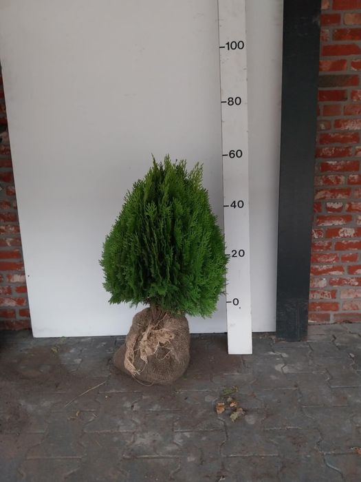 Plante ornamentale