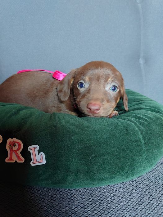 Caine Teckel Dachshund