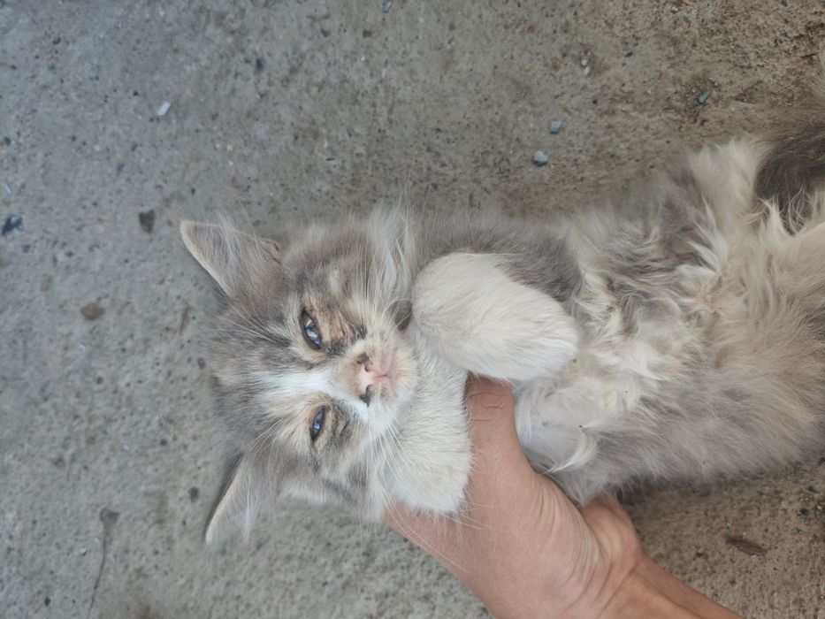 Отдам котят на хорошие руки