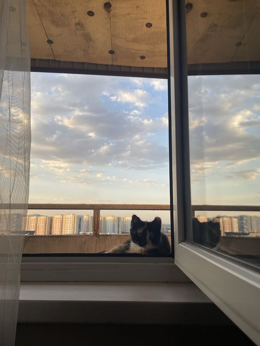 Отдадим котенка бесплатно