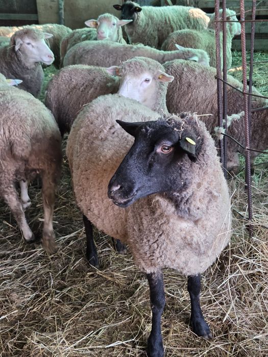 Vând 20 de oi sănătoase, bine dezvoltate!
