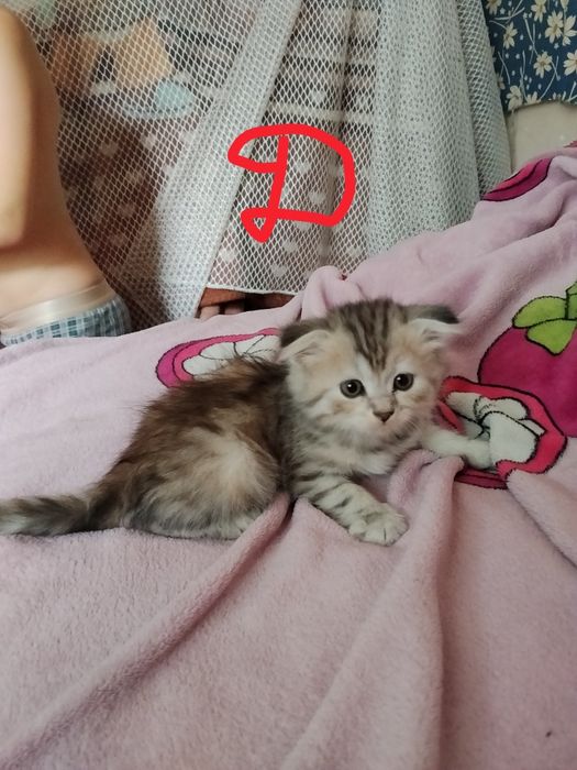 Вислоухие котята.