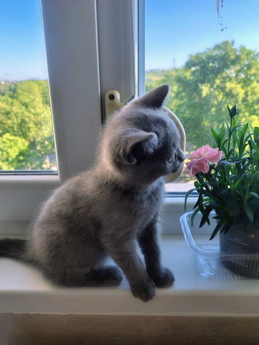 Британски късокосмести котенца