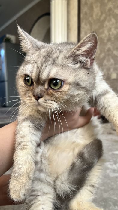 Продам Котенка Британец