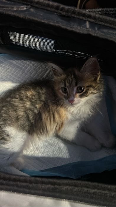 Отдам котенка в добрые руки