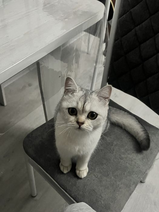 Продается кошка британская шиншилла