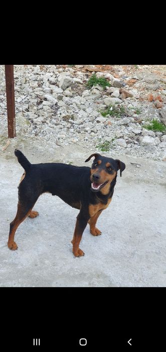 Donez metis jagd terrier