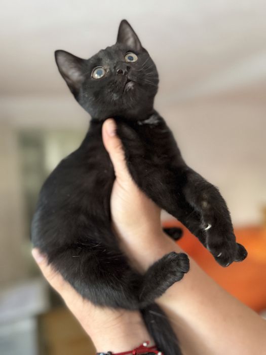 Подарявам коте.