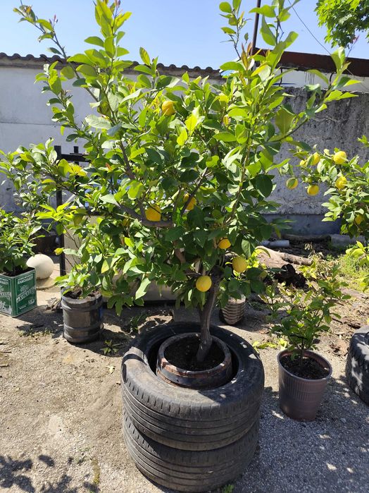 Продавам дръвчета лимони