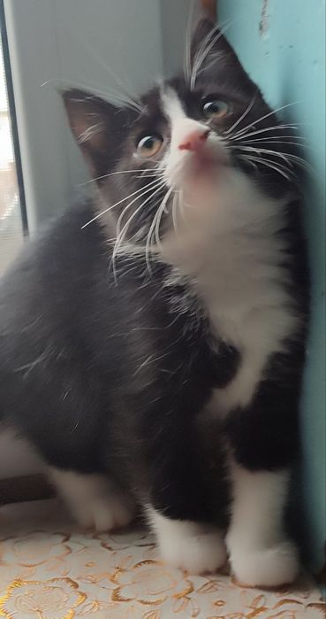 Котята в хорошие руки