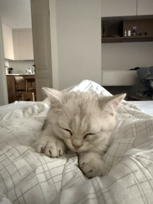 Британский котёнок, мальчик, 2 месяца