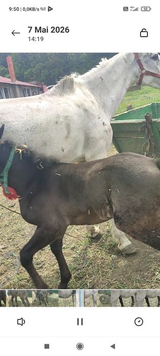 Vînd iapă cu mînză de o lună jumate