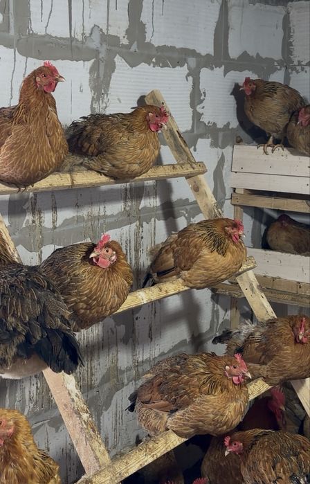 Инкубационные яйца Кучинский