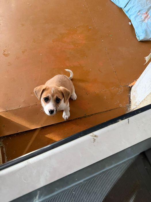 Дарю щенят!     .