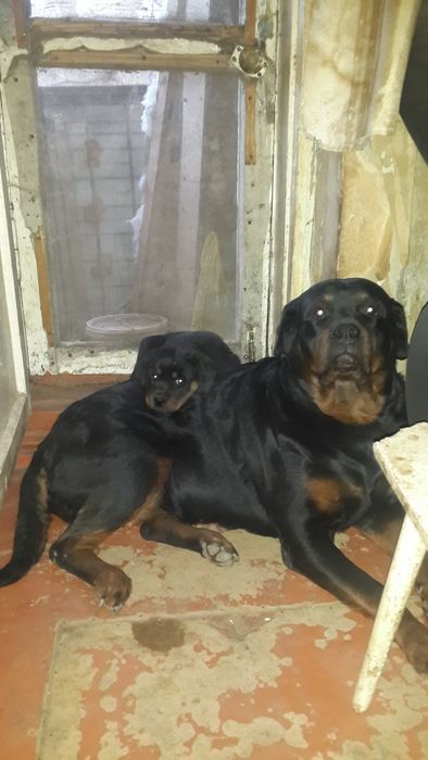 Ротвейлер продам