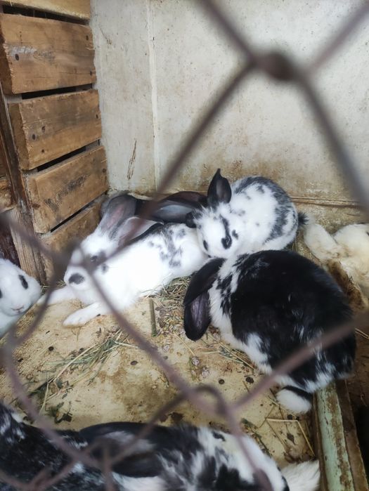Продаю двух трёх месячных крольчат.