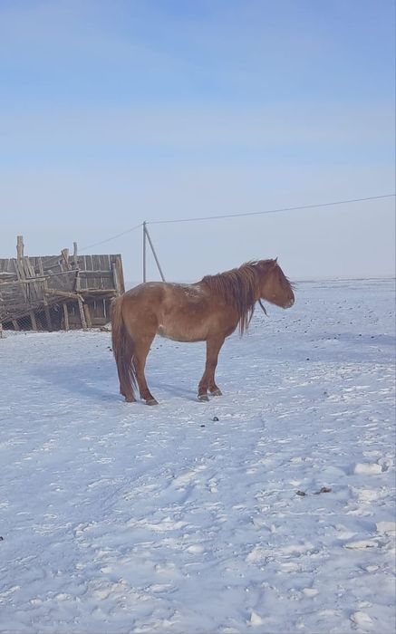 Мұғалжар жылқы сатылады ...