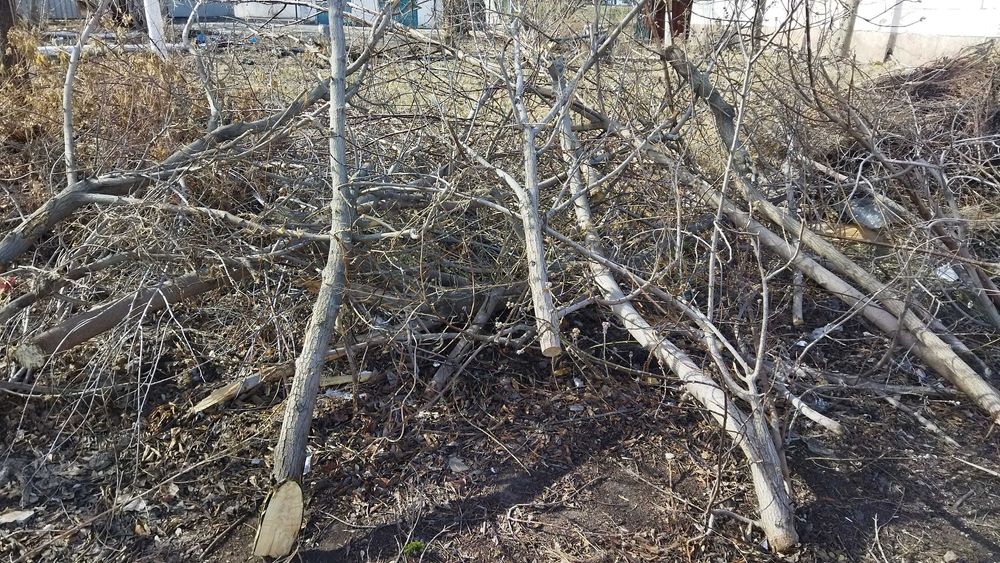 Отдадим бесплатно на дрова. Самовывоз.